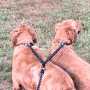  Dual Bungee Leash Add-On