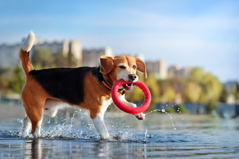 Dog Ring Toy