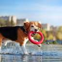  Dog Ring Toy