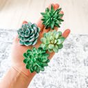  Mini 3D Succulent Resin Magnets (Set of 4)