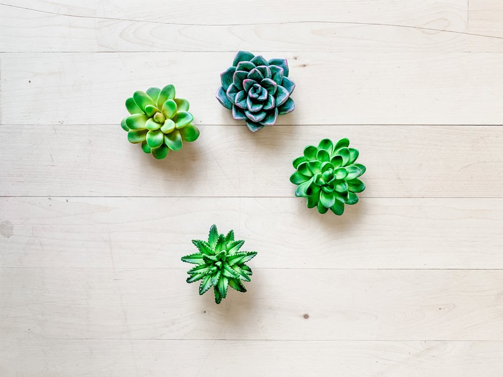 Mini 3D Succulent Resin Magnets (Set of 4)