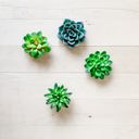  Mini 3D Succulent Resin Magnets (Set of 4)